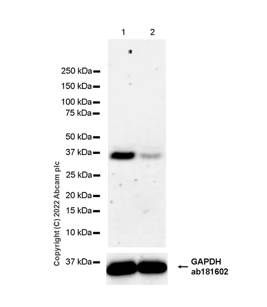Western blot - Anti-WDR5 antibody [EPR27033-6] (AB307664)