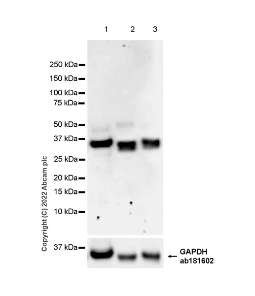 Western blot - Anti-WDR5 antibody [EPR27033-6] (AB307664)
