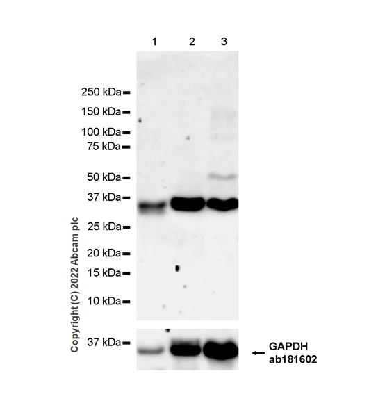 Western blot - Anti-WDR5 antibody [EPR27033-6] (AB307664)