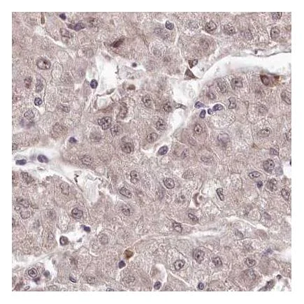 Immunohistochemistry (Formalin/PFA-fixed paraffin-embedded sections) - Anti-WDR63 antibody (AB216126)