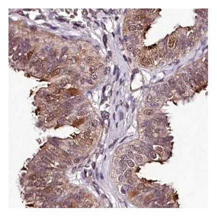 Immunohistochemistry (Formalin/PFA-fixed paraffin-embedded sections) - Anti-WDR63 antibody (AB216126)