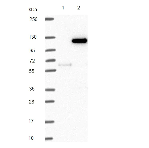 Western blot - Anti-WDR63 antibody (AB216126)
