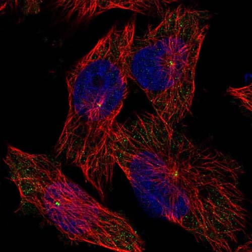 Immunocytochemistry/ Immunofluorescence - Anti-WDR67 antibody (AB121771), expandable thumbnail