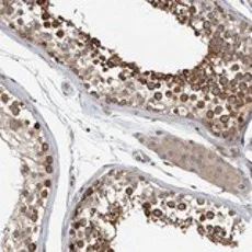 Immunohistochemistry (Formalin/PFA-fixed paraffin-embedded sections) - Anti-WDR67 antibody (AB121771)