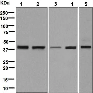Western blot - Anti-WDR68 antibody [EPR8712] (AB138490)