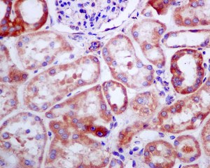 Immunohistochemistry (Formalin/PFA-fixed paraffin-embedded sections) - Anti-WDR68 antibody [EPR8712] - BSA and Azide free (AB248845), expandable thumbnail