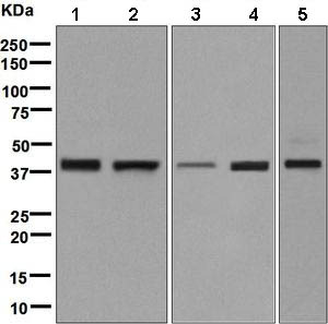 Western blot - Anti-WDR68 antibody [EPR8712] - BSA and Azide free (AB248845), expandable thumbnail