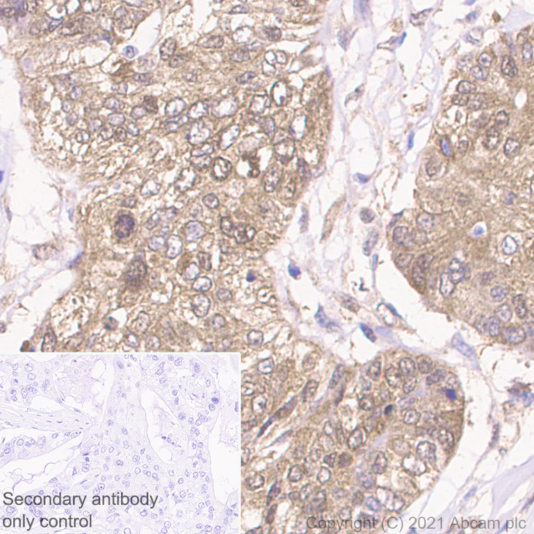Immunohistochemistry (Formalin/PFA-fixed paraffin-embedded sections) - Anti-WDR77 antibody [EPR10708(B)] - BSA and Azide free (AB249087)
