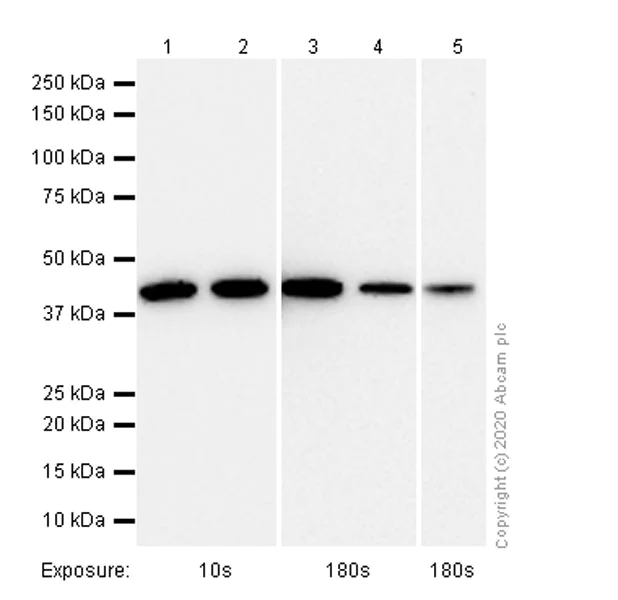 Western blot - Anti-WDR77 antibody [EPR10708(B)] - BSA and Azide free (AB249087)
