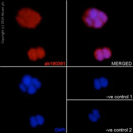 Immunocytochemistry/ Immunofluorescence - Anti-WDR77 antibody [EPR10709(2)] - BSA and Azide free (AB251023)