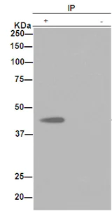 Immunoprecipitation - Anti-WDR77 antibody [EPR10709(2)] - BSA and Azide free (AB251023)