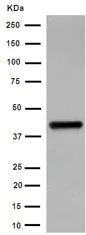 Western blot - Anti-WDR77 antibody [EPR10709(2)] - BSA and Azide free (AB251023)