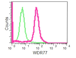 Flow Cytometry (Intracellular) - Anti-WDR77 antibody [EPR10709(2)] - C-terminal (AB190361)
