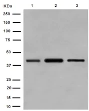 Western blot - Anti-WDR77 antibody [EPR10709(2)] - C-terminal (AB190361)