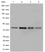 Western blot - Anti-WDR77 antibody [EPR10709(2)] - C-terminal (AB190361)
