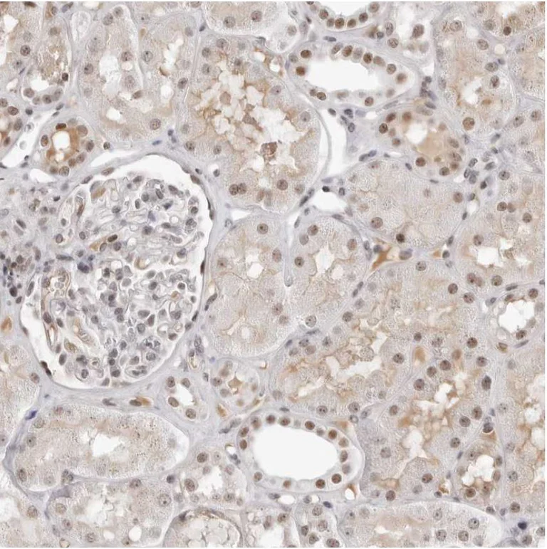 Immunohistochemistry (Formalin/PFA-fixed paraffin-embedded sections) - Anti-WDR79 antibody (AB224444)