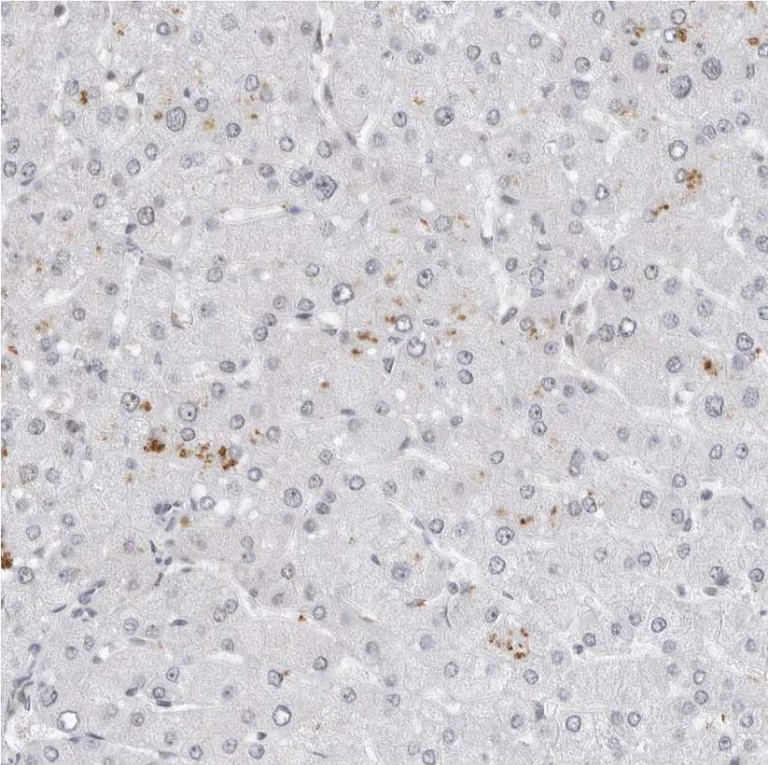 Immunohistochemistry (Formalin/PFA-fixed paraffin-embedded sections) - Anti-WDR79 antibody (AB224444)