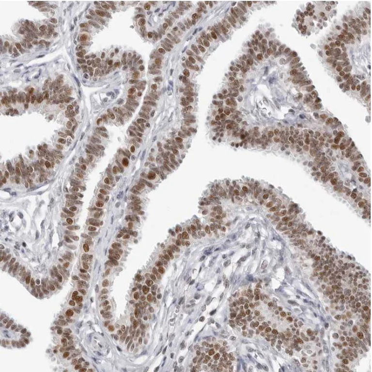 Immunohistochemistry (Formalin/PFA-fixed paraffin-embedded sections) - Anti-WDR79 antibody (AB224444)