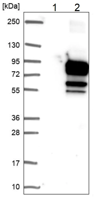 Western blot - Anti-WDR79 antibody (AB224444)