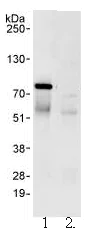 Immunoprecipitation - Anti-WDR79 antibody (AB99376)