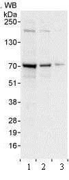 Western blot - Anti-WDR79 antibody (AB99376)