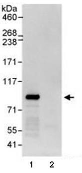 Immunoprecipitation - Anti-WDR91 antibody (AB80614), expandable thumbnail