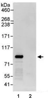 Immunoprecipitation - Anti-WDR91 antibody (AB80614)