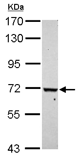 Western blot - Anti-WDR91 antibody - N-terminal (AB153955), expandable thumbnail