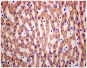 Immunohistochemistry (Formalin/PFA-fixed paraffin-embedded sections) - Anti-WDTC1 antibody [EPR12504] (AB174294)