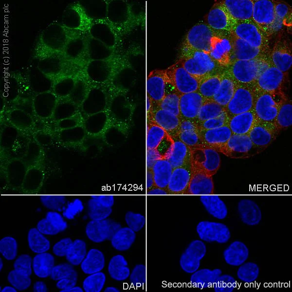 Immunocytochemistry/ Immunofluorescence - Anti-WDTC1 antibody [EPR12504] - BSA and Azide free (AB249799)