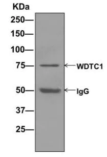 Immunoprecipitation - Anti-WDTC1 antibody [EPR12504] - BSA and Azide free (AB249799)