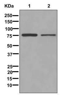 Western blot - Anti-WDTC1 antibody [EPR12504] - BSA and Azide free (AB249799)