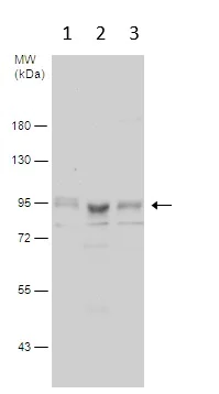 Western blot - Anti-Wee1 antibody (AB137377)