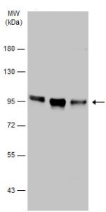Western blot - Anti-Wee1 antibody (AB137377), expandable thumbnail