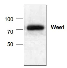 Western blot - Anti-Wee1 antibody (AB273016)