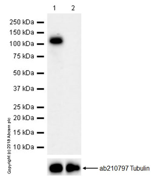 Western blot - Anti-Wee1 antibody [EPR20899] - BSA and Azide free (AB245987)