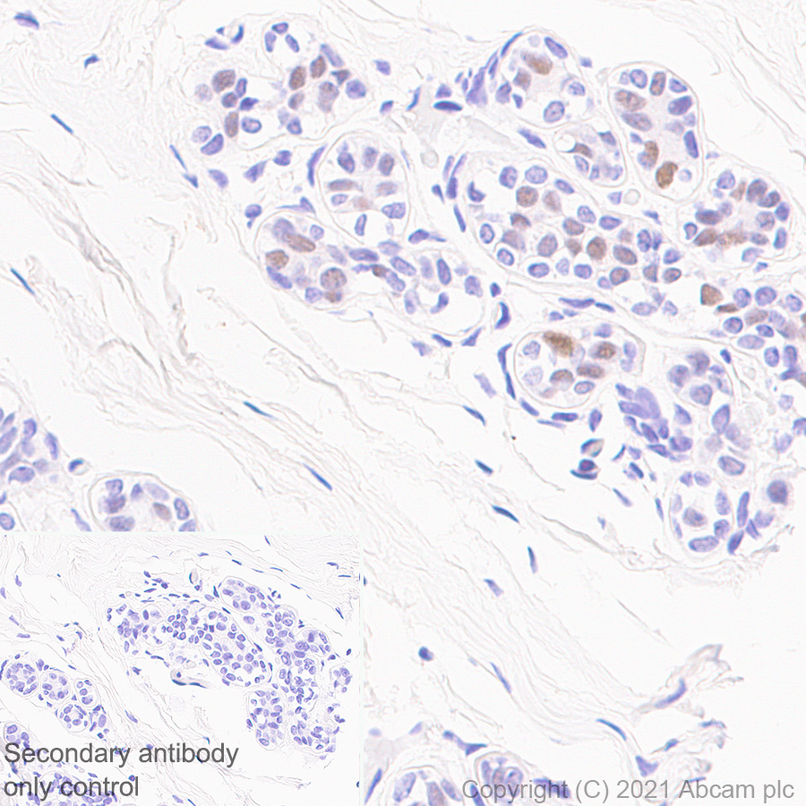 Immunohistochemistry (Formalin/PFA-fixed paraffin-embedded sections) - Anti-Wee1 antibody [EPR25070-84] (AB288727)