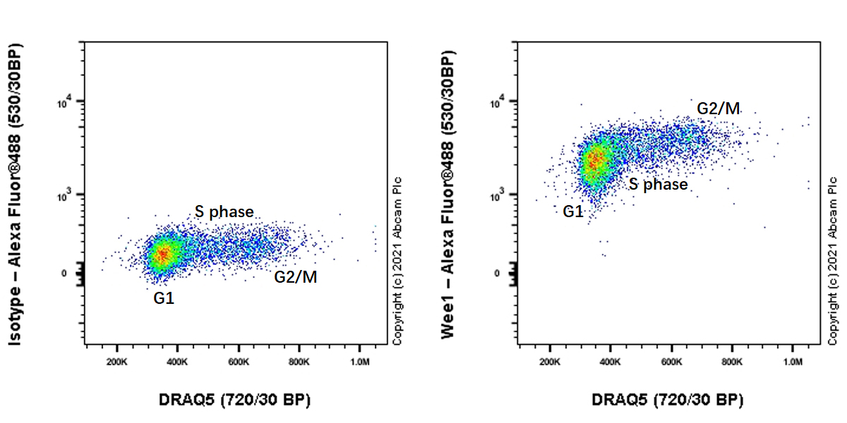 Flow Cytometry (Intracellular) - Anti-Wee1 antibody [EPR25070-84] - BSA and Azide free (AB288729), expandable thumbnail