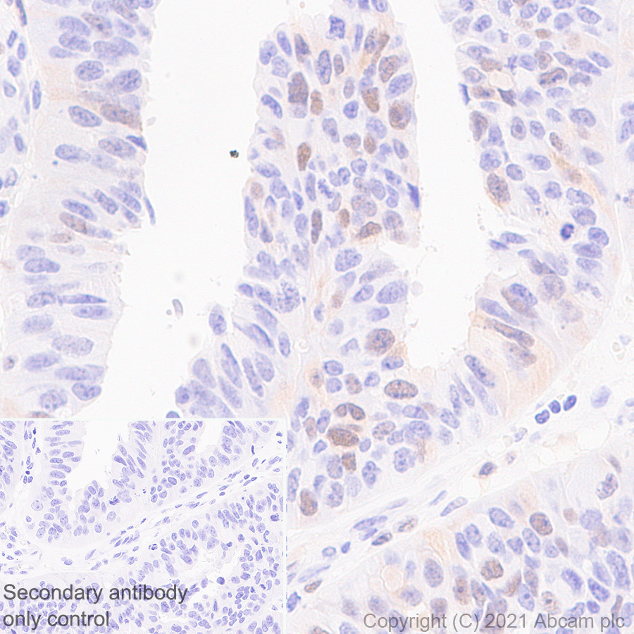 Immunohistochemistry (Formalin/PFA-fixed paraffin-embedded sections) - Anti-Wee1 antibody [EPR25070-84] - BSA and Azide free (AB288729), expandable thumbnail