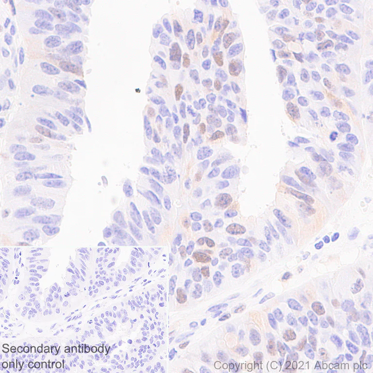 Immunohistochemistry (Formalin/PFA-fixed paraffin-embedded sections) - Anti-Wee1 antibody [EPR25070-84] - BSA and Azide free (AB288729)