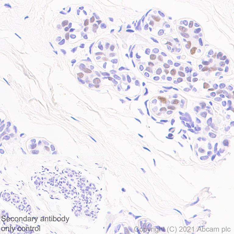 Immunohistochemistry (Formalin/PFA-fixed paraffin-embedded sections) - Anti-Wee1 antibody [EPR25070-84] - BSA and Azide free (AB288729)