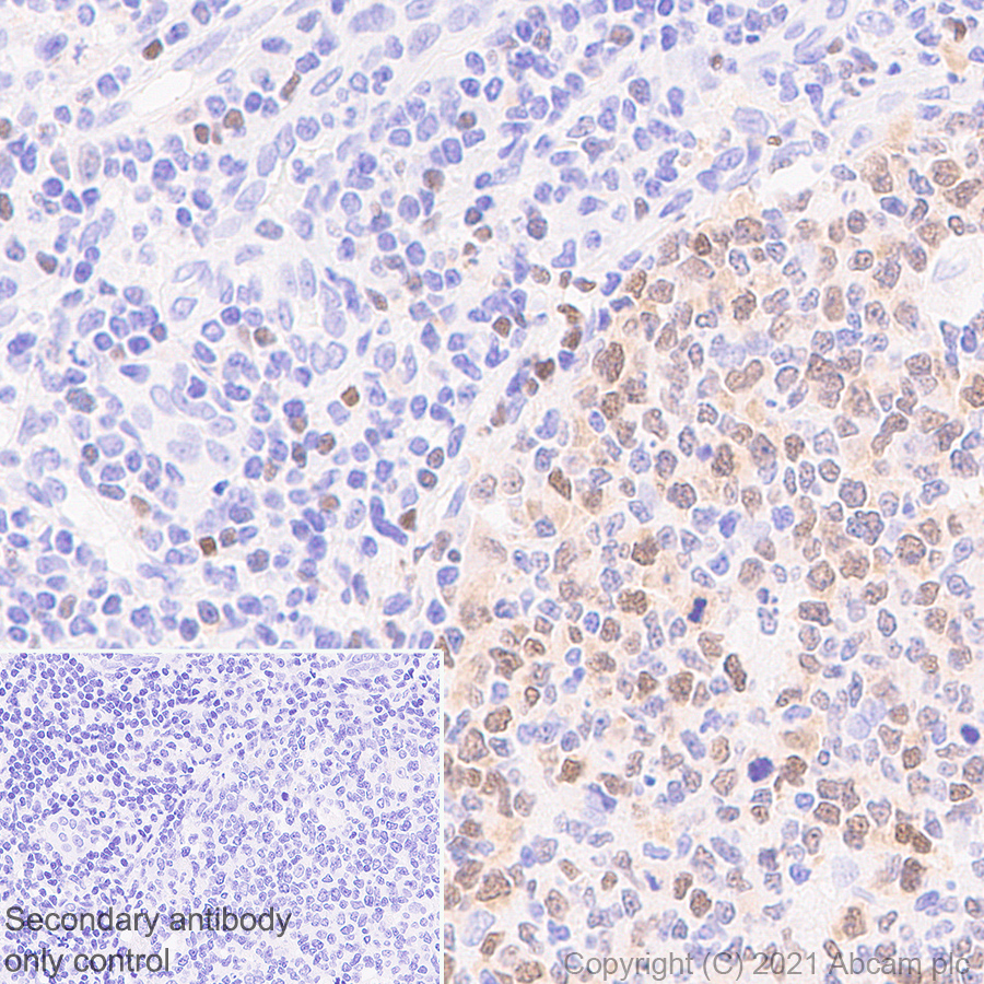 Immunohistochemistry (Formalin/PFA-fixed paraffin-embedded sections) - Anti-Wee1 antibody [EPR25070-84] - BSA and Azide free (AB288729), expandable thumbnail