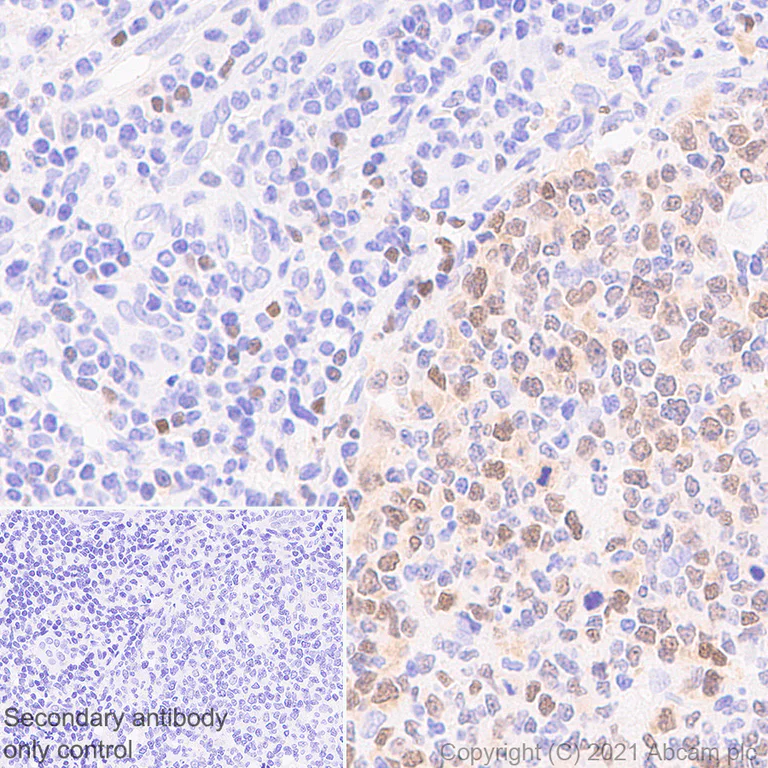 Immunohistochemistry (Formalin/PFA-fixed paraffin-embedded sections) - Anti-Wee1 antibody [EPR25070-84] - BSA and Azide free (AB288729)