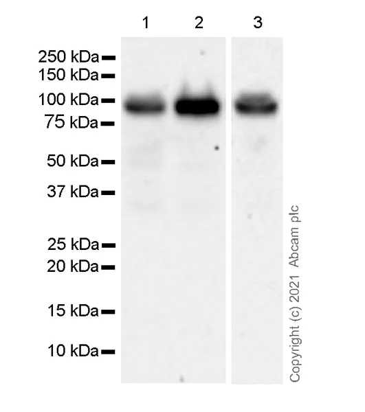 Western blot - Anti-Wee1 antibody [EPR25070-84] - BSA and Azide free (AB288729)