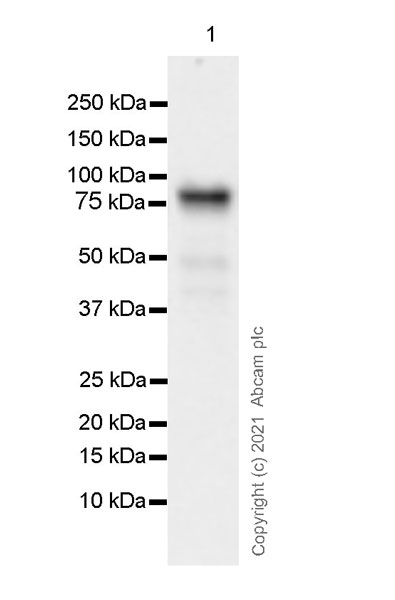 Western blot - Anti-Wee1 antibody [EPR25070-84] - BSA and Azide free (ab288729), expandable thumbnail