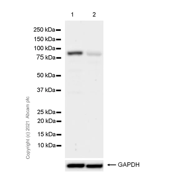 Western blot - Anti-Wee1 antibody [EPR25070-84] - BSA and Azide free (AB288729)