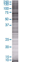 Wee1 overexpression 293T lysate (whole cell)