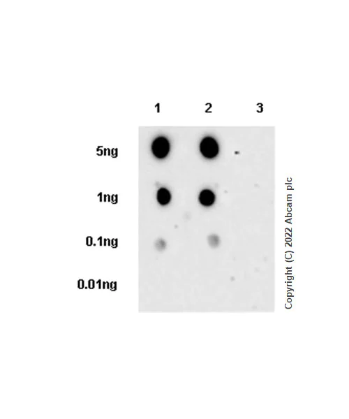 Dot Blot - Anti-Wee1 (phospho S642) antibody [EPR27036-80] - BSA and Azide free (AB307516)