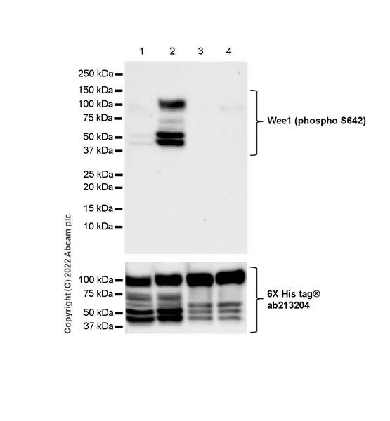 Western blot - Anti-Wee1 (phospho S642) antibody [EPR27036-80] - BSA and Azide free (AB307516)
