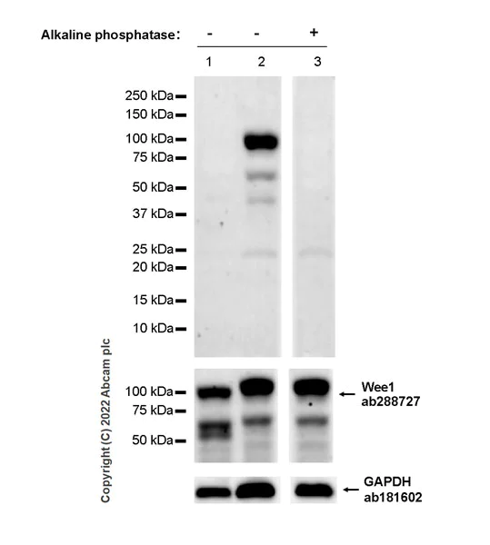 Western blot - Anti-Wee1 (phospho S642) antibody [EPR27036-80] - BSA and Azide free (AB307516)